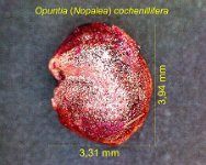 Opuntia (Nopalea) cochenillifera PG 1.jpg